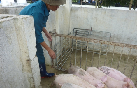 Giá heo hơi hôm nay, 11-2: Thịt heo ồ ạt về chợ, giá cả biến động bất ngờ