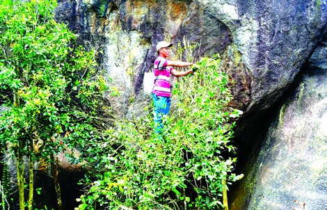 Độc đáo trà Mã Dọ