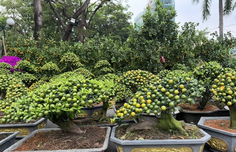 Nhiều hoa kiểng "lạ" tại các chợ hoa ở TPHCM