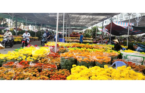 Hoa kiểng ở Đồng Tháp và Cần Thơ đang “đại hạ giá”