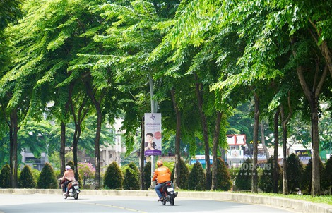 Dưới màu xanh thành phố