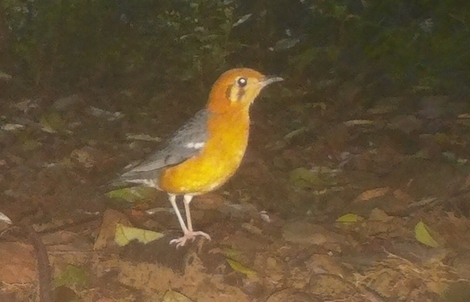 Loạt chim quý vừa mới phát hiện ở Quảng Trị