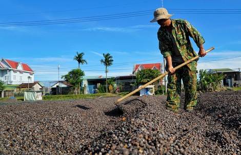 Khám phá vùng cà phê sạch độc đáo ở Tây Nguyên