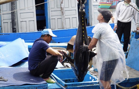 Cá ngừ đại dương và những chuyến biển bạc tỉ