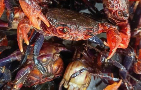 Lý do mắm cua núi giá 800.000 đồng/kg và sự hấp dẫn của đặc sản An Giang