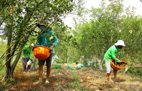 Giá quýt hồng Lai Vung giảm mạnh sau vụ Tết