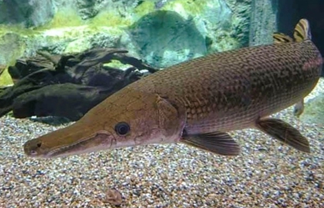 Sở Y tế Thanh Hóa thông tin chính chức vụ ngộ độc do ăn trứng cá phúc lộc thọ