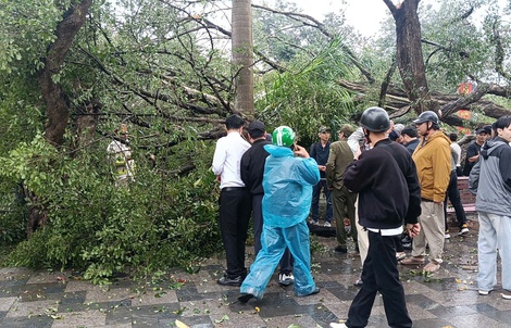 VIDEO: Cây cổ thụ đối diện đền Quán Thánh bất ngờ bật gốc, đổ xuống đường Thanh Niên