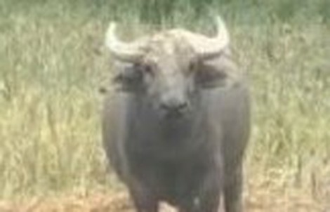 Xuất hiện con trâu hung dữ, húc 2 người bị thương