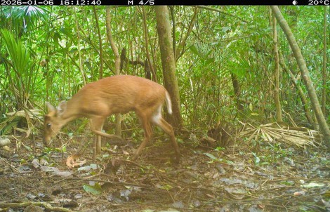 Phát hiện bất ngờ về các loài động vật quý hiếm ở Mỹ Sơn – Đà Nẵng