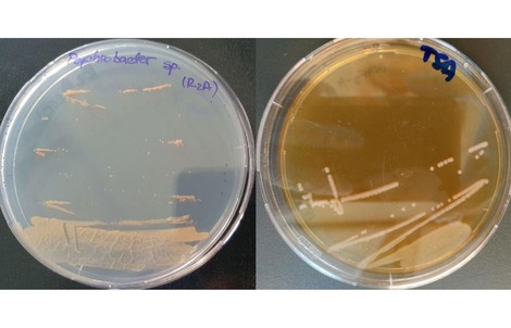Sinh vật cực nguy hiểm ra từ băng hang động 5.000 năm