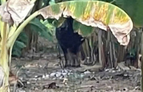 Vụ con trâu gây án rồi "vượt biên", có làm thay đổi trách nhiệm?