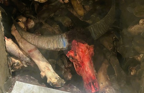 Phát hiện gần 6 tấn chân trâu, bò bốc mùi hôi thối chuẩn bị đưa ra quán nhậu