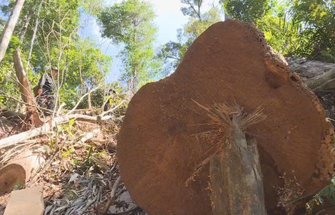 Bắt tạm giam một giám đốc công ty lâm nghiệp vì nhận hối lộ