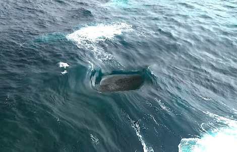 Con sóng "điên rồ" đến mức vô lý ở Tây Úc