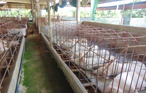 Giá heo hơi hôm nay, 5-2: Các công ty chăn nuôi giảm giá heo hơi