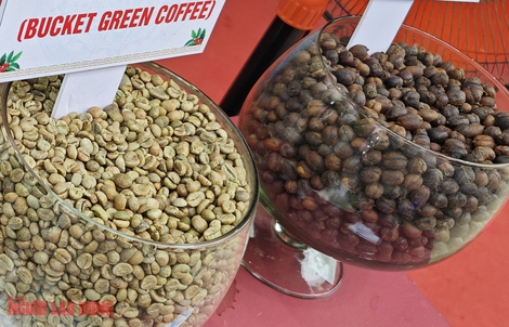 Giá cà phê hôm nay 7-2: Chốt tuần giảm mạnh 