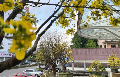 Rực rỡ phố mai vàng ở giao lộ sầm uất nhất nhì xứ Huế