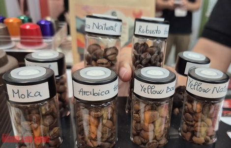 Giá cà phê hôm nay 8-2: Giáp Tết, cà phê Việt giữ giá tốt