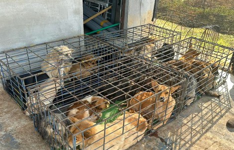 Vụ trộm 5.200 con chó, thu lợi bất chính 2,6 tỉ đồng: Công an phát thông báo mới