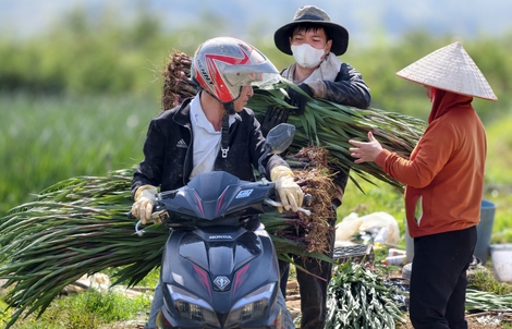 Hoa Lâm Đồng khoe sắc, rộn ràng