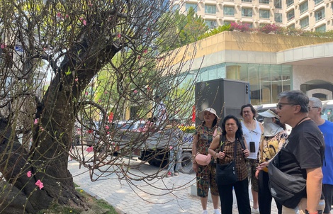 Đào cổ thụ giá trăm triệu hút khách ở chợ hoa TPHCM