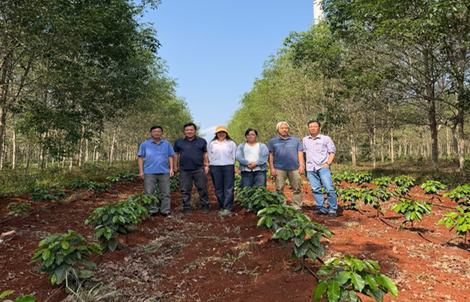 Giá cà phê hôm nay 17-3: Robusta hồi phục nhẹ, Arabica bật tăng mạnh