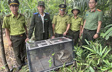 CLIP: Trăn gấm bò vào khu dân cư ở Đà Nẵng