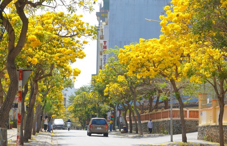 Hoa phong linh "nhuộm vàng" Vũng Tàu, du khách rộn ràng check-in