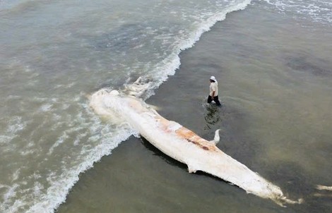 Xác cá voi dài gần 10 m dạt vào bờ biển