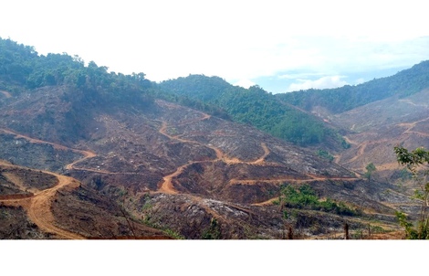 Rừng vẫn "chảy máu": Phá gần 100 ha rừng để trồng cây keo lai