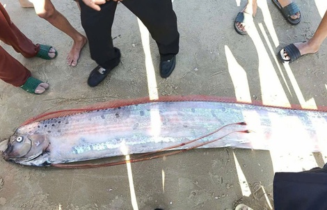 Cá Mái chèo dài gần 4 m dạt vào bờ biển ở Lâm Đồng, người hiếu kỳ vây quanh