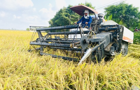 Giá lúa gạo giảm, không để xảy ra cảnh thương lái ép giá nông dân