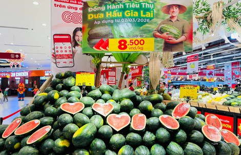 Dưa hấu Gia Lai bán tại ruộng chỉ 5.000 - 6.000 đồng/kg