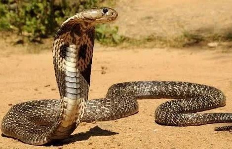 Rắn hổ mang chúa, tê tê bò vào vườn nhà dân ở Lâm Đồng