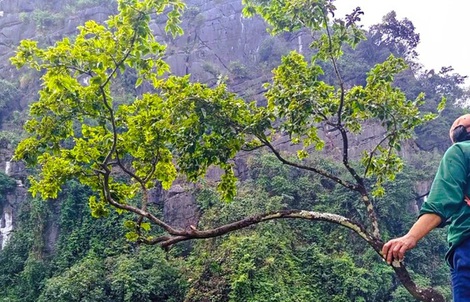 Mật phục bắt xe máy chở 6 cây muội hồng từ trên núi xuống