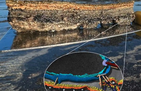 "Tổ tiên vĩ đại” của chúng ta được hé lộ ở vịnh Cá Mập