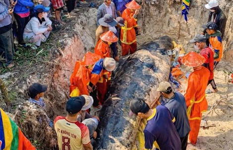 Cá heo lụy ở bờ biển Sông Cầu, trước đó người dân nhiều lần đẩy ra nhưng cá vẫn dạt vào