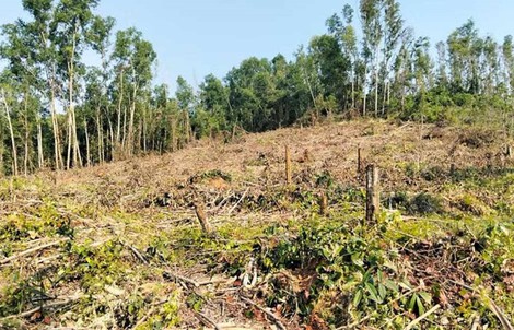 Nguyên giám đốc khai thác rừng trái phép, đơn vị quản lý “quên” báo cáo