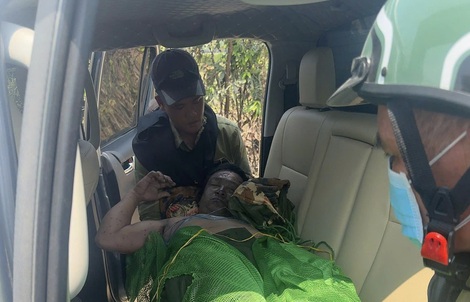 Gia Lai: Bị ong đốt khi tuần tra rừng, một người tử vong, nhiều người bị thương