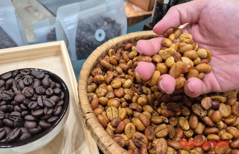 Giá cà phê hôm nay 23-4: Dậy sóng, Nhật Bản thử trồng cà phê trong nhà kính