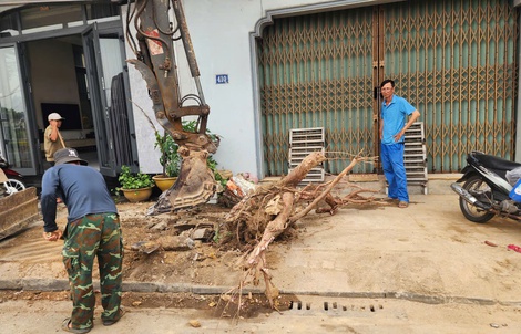 Lý do hàng chục cây xanh vỉa hè ở Huế bị chặt hạ, bới gốc