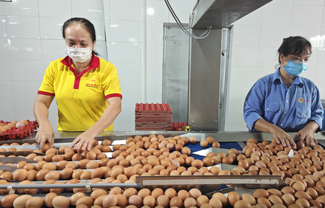 Từ vụ trứng Ba Huân nợ bảo hiểm xã hội kéo dài: Thấy gì từ những "thương hiệu quốc dân"?