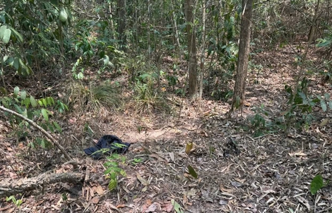 Người đàn ông khoảng 72kg chưa rõ danh tính tử vong trong rừng phòng hộ Dầu Tiếng