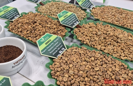 Giá cà phê hôm nay 28-4: Đồng loạt giảm, cà phê đặc sản gây bất ngờ