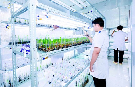 Đại học Trà Vinh: Phát triển kỹ thuật nuôi cấy mô, mở lối cho ngành dừa