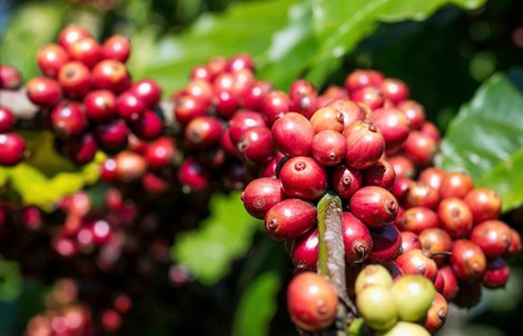 Giá cà phê hôm nay 3-4: Giảm đồng loạt, mốc 90.000 đồng/kg lung lay