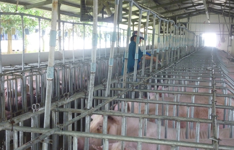 Giá heo hơi hôm nay, 4-4: Bắt đầu tăng giá ở khu vực miền Bắc