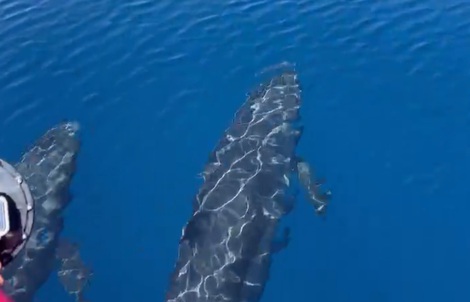 Đàn cá voi cả trăm con tung mình giữa biển Phú Quý