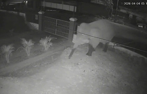 VIDEO: Voi rừng "đi dạo" trên quốc lộ, phá rào vào trường học